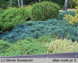 Juniperus squamata Blue Star