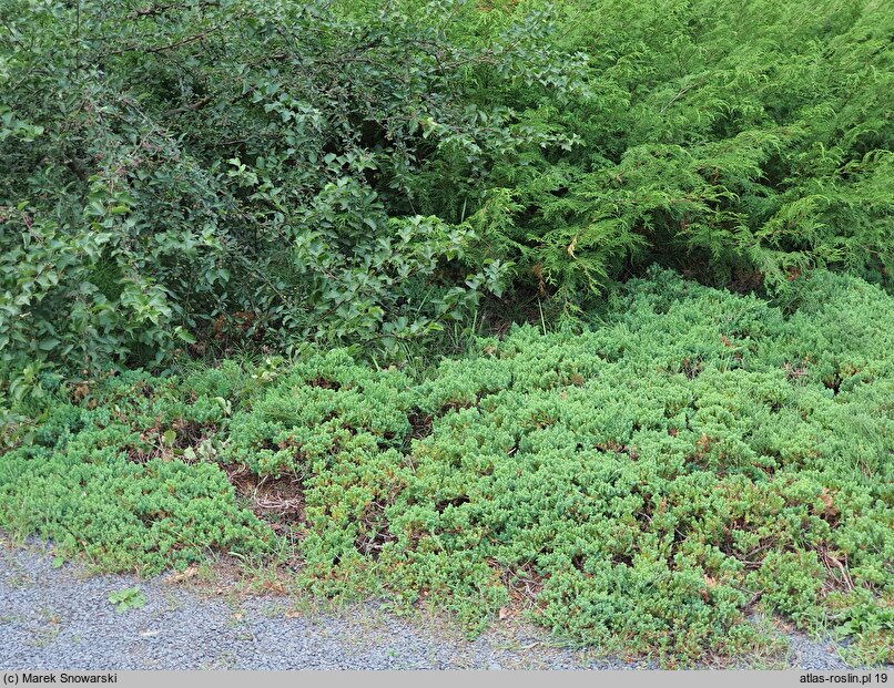 Juniperus procumbens Nana