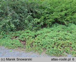 Juniperus procumbens Nana