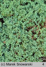 Juniperus procumbens Nana