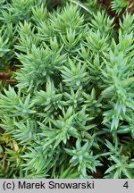 Juniperus procumbens Nana