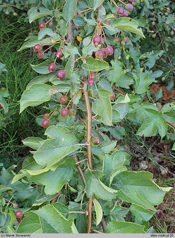 Malus toringo Tina