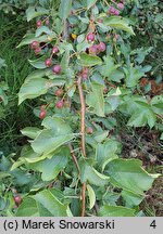 Malus toringo Tina