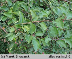 Malus toringo Tina