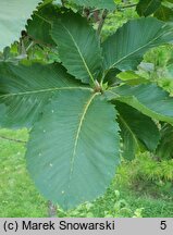 Quercus pontica (dąb pontyjski)