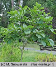 Quercus pontica (dąb pontyjski)