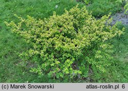 Ilex crenata Conversa Gold