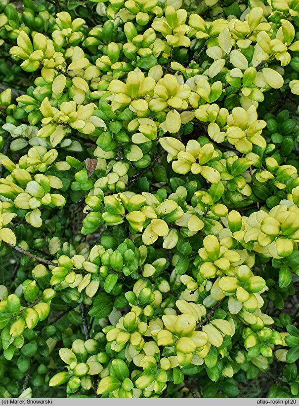 Ilex crenata Conversa Gold