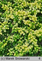 Ilex crenata Conversa Gold