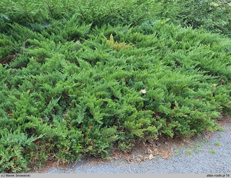 Juniperus sabina Tamariscifolia