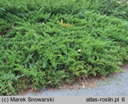 Juniperus sabina Tamariscifolia