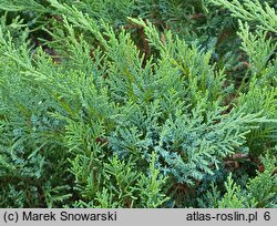 Juniperus sabina Tamariscifolia