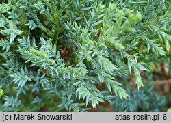 Juniperus sabina Tamariscifolia