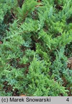 Juniperus sabina Tamariscifolia