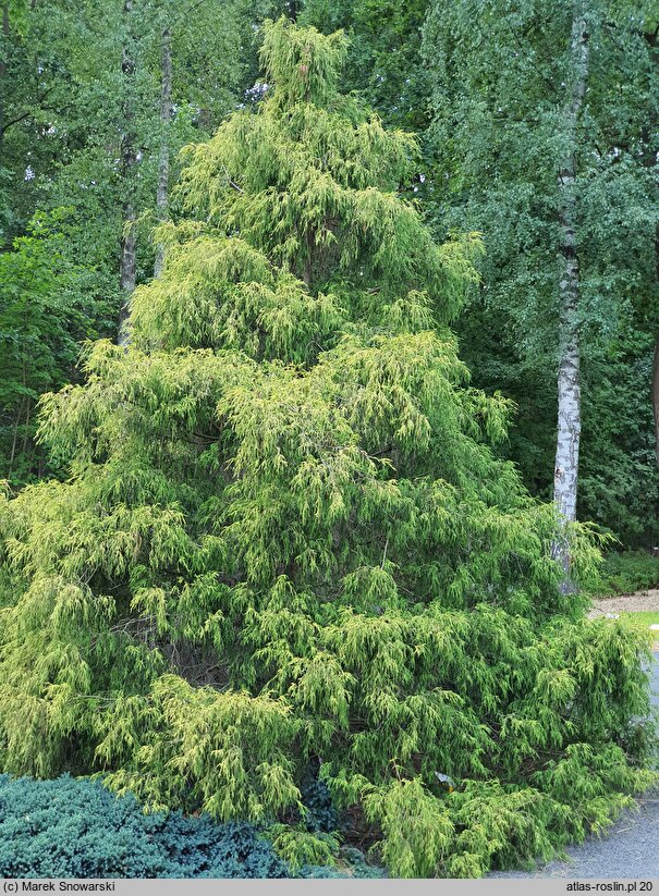 Chamaecyparis pisifera Filifera Aurea