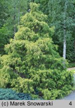 Chamaecyparis pisifera Filifera Aurea