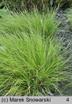 Sesleria autumnalis (sesleria jesienna)