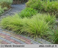 Sesleria autumnalis (sesleria jesienna)