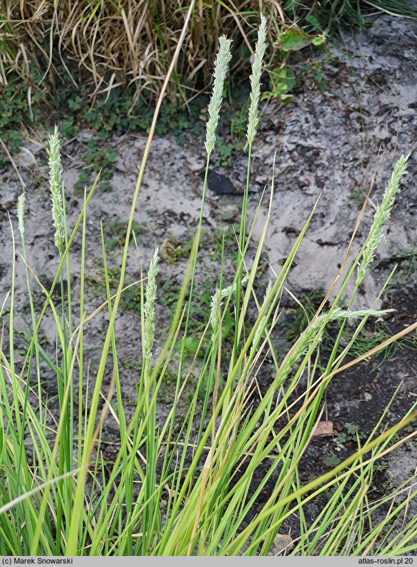 Sesleria autumnalis (sesleria jesienna)