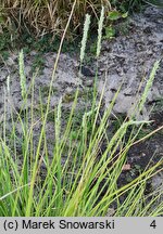 Sesleria autumnalis (sesleria jesienna)