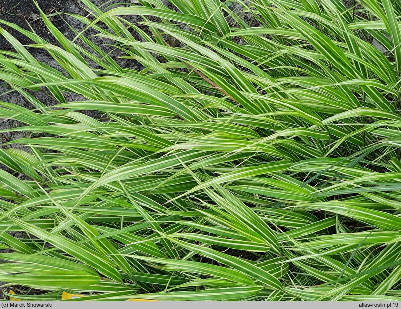 Hakonechloa macra Albostriata