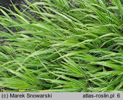 Hakonechloa macra Albostriata