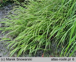 Hakonechloa macra Albostriata