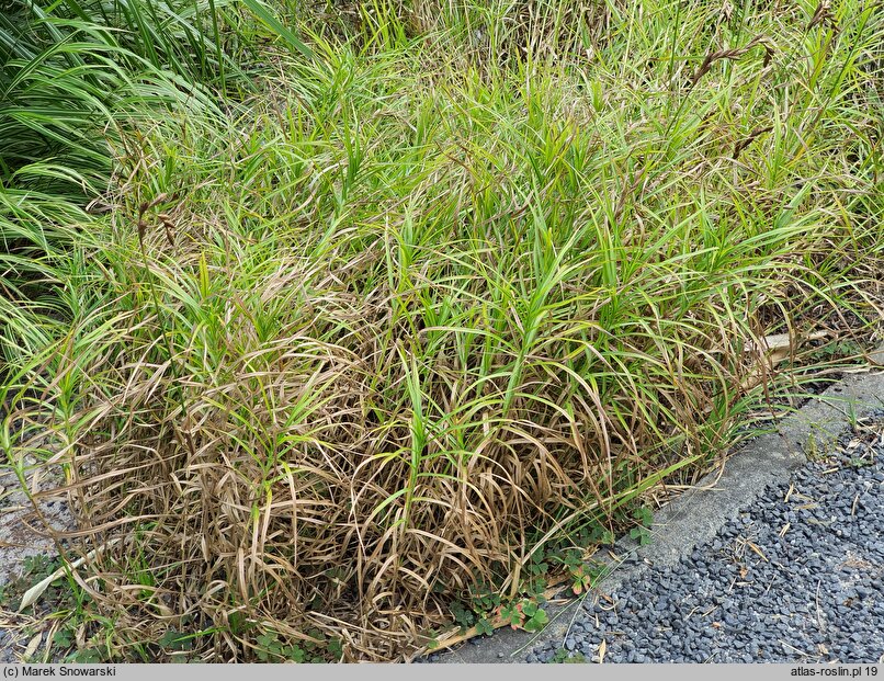 Carex siderosticta Lemon Zest