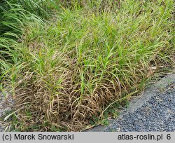 Carex siderosticta Lemon Zest