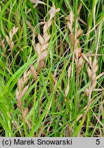 Carex siderosticta Lemon Zest