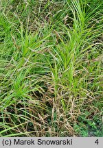 Carex siderosticta Lemon Zest