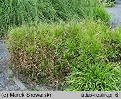 Carex siderosticta Lemon Zest