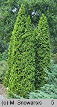 Thuja occidentalis Smaragd