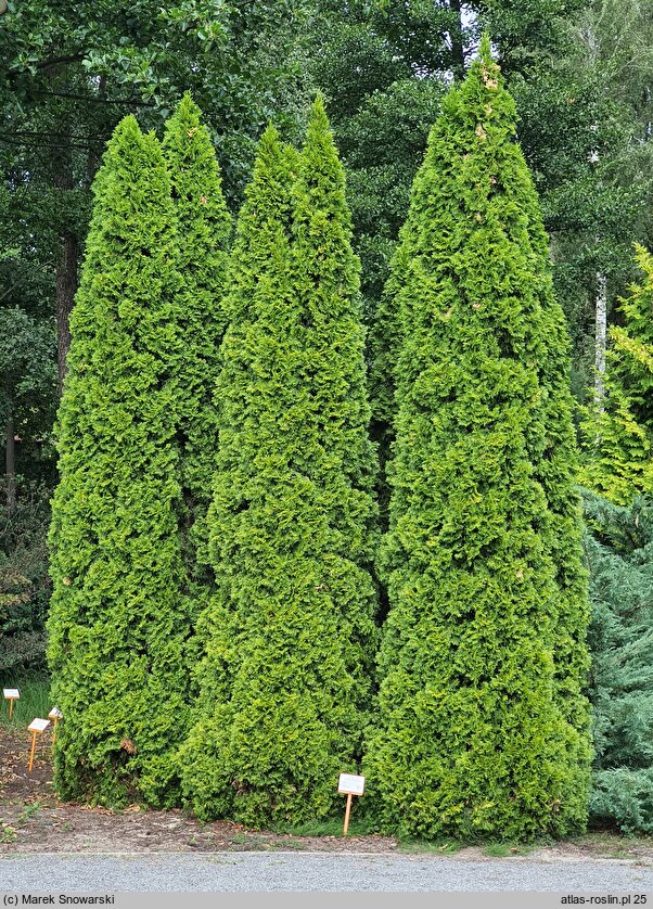 Thuja occidentalis Smaragd