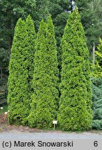 Thuja occidentalis Smaragd