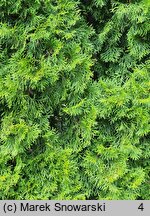 Thuja occidentalis Smaragd