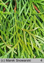 Thuja occidentalis Smaragd