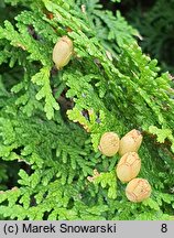 Thuja occidentalis Holmstrup