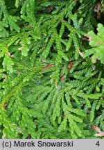 Thuja occidentalis Holmstrup