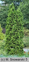 Thuja occidentalis Holmstrup