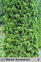 Thuja occidentalis Holmstrup