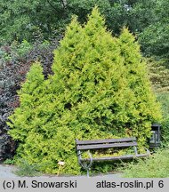 Thuja occidentalis Rheingold