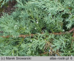 Juniperus horizontalis Wiltonii