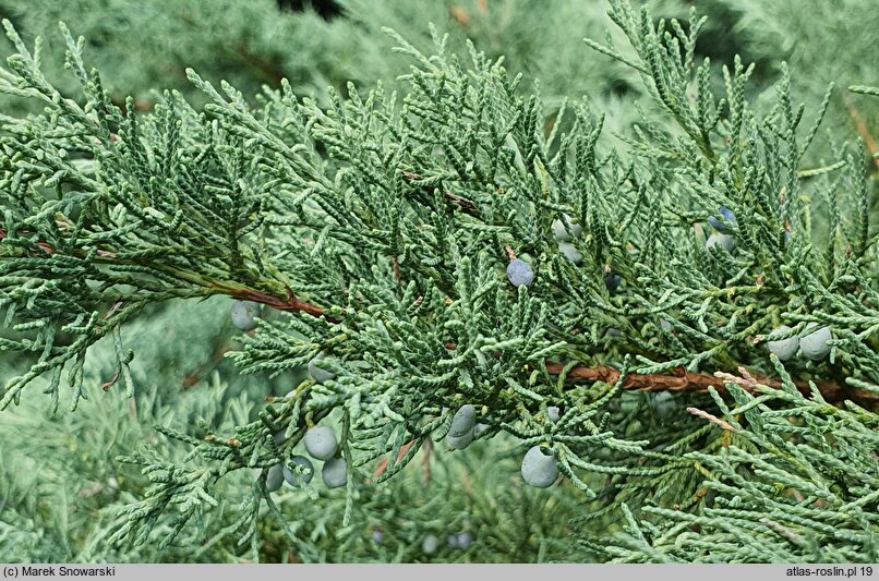 Juniperus horizontalis Wiltonii