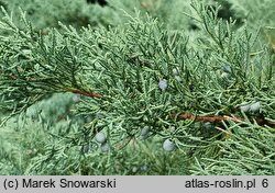 Juniperus horizontalis Wiltonii