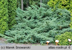 Juniperus horizontalis Wiltonii