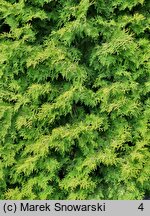 Thuja occidentalis Sunkist