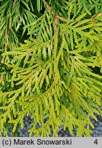 Thuja occidentalis Sunkist