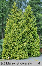 Thuja occidentalis Sunkist