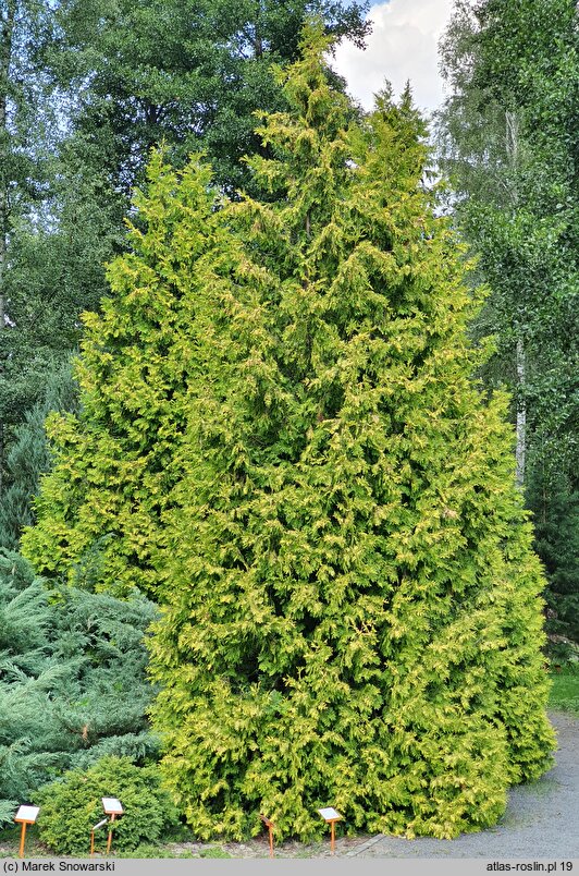 Thuja occidentalis Sunkist